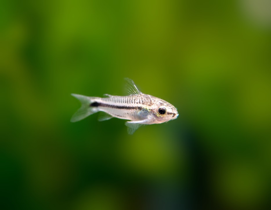 Pygmy